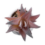 GloboStar® Artificial Garden SUCCULENT ALOE 21006 Διακοσμητικό Φυτό Παχύφυτο Αλόη Υ10cm - Image 3