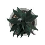 GloboStar® Artificial Garden SUCCULENT ALOE POTTED PLANT 21007 Διακοσμητικό Φυτό Αλόη  Φ7 x Υ14cm - Image 3