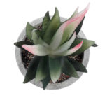 GloboStar® Artificial Garden SUCCULENT ALOE 21008 Διακοσμητικό Φυτό Παχύφυτο Αλόη Υ14cm - Image 3