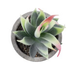 GloboStar® Artificial Garden SUCCULENT ALOE 21009 Διακοσμητικό Φυτό Παχύφυτο Αλόη Υ14cm - Image 3