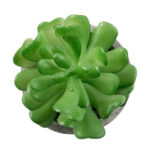GloboStar® Artificial Garden SUCCULENT CRASSULA 21014 Διακοσμητικό Φυτό Παχύφυτο Κράσουλα Υ11.5cm - Image 3