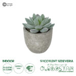 GloboStar® Artificial Garden SUCCULENT SEDEVERIA POTTED PLANT 21016 Διακοσμητικό Φυτό Σεδεβέρια  Φ7 x Υ8cm