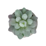 GloboStar® Artificial Garden SUCCULENT SEDEVERIA POTTED PLANT 21016 Διακοσμητικό Φυτό Σεδεβέρια  Φ7 x Υ8cm - Image 3