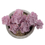 GloboStar® Artificial Garden SUCCULENT SEDUM 21017 Διακοσμητικό Φυτό Παχύφυτο Σέδο Υ10cm - Image 3
