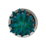 GloboStar® Artificial Garden SUCCULENT SEDEVERIA POTTED PLANT 21018 Διακοσμητικό Φυτό Σεδεβέρια  Φ6,5 x Υ9cm - Image 3