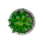 GloboStar® Artificial Garden SUCCULENT SEDEVERIA POTTED PLANT 21019 Διακοσμητικό Φυτό Σεδεβέρια  Φ6,5 x Υ9cm - Image 3
