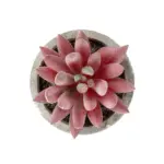 GloboStar® Artificial Garden SUCCULENT SEDEVERIA 21020 Τεχνητό Διακοσμητικό Φυτό Σεδεβέρια Μ6.5 x Π6.5 x Υ9cm - Image 3