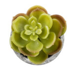 GloboStar® Artificial Garden SUCCULENT SEDEVERIA 21021 Διακοσμητικό Φυτό Παχύφυτο Σεντεβέρια Υ8.5cm - Image 3