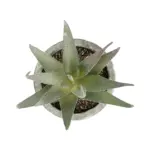 GloboStar® Artificial Garden SUCCULENT ALOE 21022 Τεχνητό Διακοσμητικό Φυτό Αλόη Μ6 x Π6 x Υ12cm - Image 3