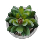 GloboStar® Artificial Garden SUCCULENT SEDEVERIA 21023 Διακοσμητικό Φυτό Παχύφυτο Σεντεβέρια Υ10cm - Image 3