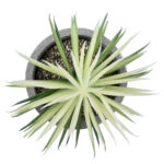 GloboStar® Artificial Garden SUCCULENT SENECIO 21024 Διακοσμητικό Φυτό Παχύφυτο Σενέκιο Υ12cm - Image 3