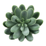 GloboStar® Artificial Garden SUCCULENT SEDEVERIA 21025 Διακοσμητικό Φυτό Παχύφυτο Σεντεβέρια Υ10.5cm - Image 3