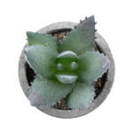 GloboStar® Artificial Garden SUCCULENT ALOE 21026 Διακοσμητικό Φυτό Παχύφυτο Αλόη Υ10.5cm - Image 3
