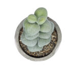 GloboStar® Artificial Garden SUCCULENT SEDEVERIA POTTED PLANT 21027 Διακοσμητικό Φυτό Σεδεβέρια  Φ5 x Υ11cm - Image 3