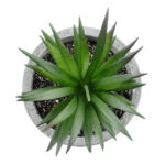 GloboStar® Artificial Garden SUCCULENT ALOE 21030 Διακοσμητικό Φυτό Παχύφυτο Αλόη Υ10cm - Image 3