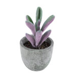 GloboStar® Artificial Garden SUCCULENT CRASULLA 21031 Διακοσμητικό Φυτό Παχύφυτο Κράσουλα Υ11cm - Image 2