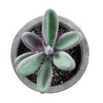 GloboStar® Artificial Garden SUCCULENT CRASULLA 21031 Διακοσμητικό Φυτό Παχύφυτο Κράσουλα Υ11cm - Image 3