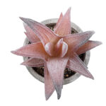 GloboStar® Artificial Garden SUCCULENT ALOE 21032 Διακοσμητικό Φυτό Παχύφυτο Αλόη Υ11cm - Image 3