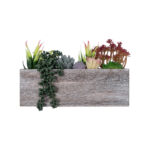 GloboStar® Artificial Garden SUCCULENT VARIUS PLANT POTTED 21033 Διακοσμητικό Φυτό Μίξ Μ29 x Π10 x Υ18cm - Image 3