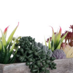 GloboStar® Artificial Garden SUCCULENT VARIUS PLANT POTTED 21033 Διακοσμητικό Φυτό Μίξ Μ29 x Π10 x Υ18cm - Image 6