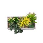 GloboStar® Artificial Garden SUCCULENT VARIUS PLANT POTTED 21034 Διακοσμητικό Φυτό Μίξ Μ23 x Π13 x Υ23cm - Image 4