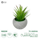 GloboStar® Artificial Garden AIR PLANT TILLANDSIA POTTED PLANT 21036 Διακοσμητικό Φυτό Τιλάντσια Φ12 x Υ15cm