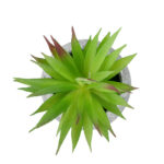 GloboStar® Artificial Garden AIR PLANT TILLANDSIA POTTED PLANT 21036 Διακοσμητικό Φυτό Τιλάντσια Φ12 x Υ15cm - Image 3