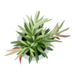 GloboStar® Artificial Garden SUCCULENT CRASSULA POTTED PLANT 21038 Διακοσμητικό Φυτό Κρασούλα  Φ10 x Υ17cm - Image 3