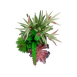 GloboStar® Artificial Garden SUCCULENT VARIUS PLANT POTTED 21039 Διακοσμητικό Φυτό Μίξ Μ17 x Υ20cm - Image 3