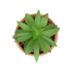 GloboStar® Artificial Garden SUCCULENT ALOE POTTED PLANT 21040 Διακοσμητικό Φυτό Αλόη Φ9 x Υ14cm - Image 3