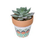 GloboStar® Artificial Garden SUCCULENT SEDEVERIA POTTED PLANT 21041 Διακοσμητικό Φυτό Σεδεβέρια  Φ11x Υ14cm - Image 2