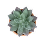 GloboStar® Artificial Garden SUCCULENT SEDEVERIA POTTED PLANT 21041 Διακοσμητικό Φυτό Σεδεβέρια  Φ11x Υ14cm - Image 3
