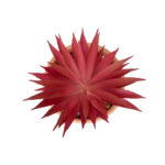 GloboStar® Artificial Garden AIR PLANT NEOPHYTUM POTTED PLANT 21042 Διακοσμητικό Φυτό Νεόφυτο Φ12 x Υ15cm - Image 3