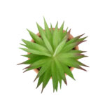 GloboStar® Artificial Garden AIR PLANT NEOPHYTUM POTTED PLANT 21043 Διακοσμητικό Φυτό Νεόφυτο Φ12 x Υ15cm - Image 3