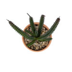 GloboStar® Artificial Garden SUCCULENT EUPHORBIA POTTED PLANT 21045 Διακοσμητικό Φυτό Ευφορβία Φ11 x Υ19cm - Image 3