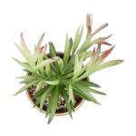 GloboStar® Artificial Garden SUCCULENT CRASSULA POTTED PLANT 21046 Διακοσμητικό Φυτό Κρασούλα  Φ12 x Υ20cm - Image 3