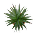 GloboStar® Artificial Garden SUCCULENT SANSEVIERIA POTTED PLANT 21047 Διακοσμητικό Φυτό Σανσεβιέρια  Φ16x Υ20cm - Image 3