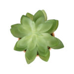 GloboStar® Artificial Garden SUCCULENT ECHEVERIA POTTED PLANT 21048 Διακοσμητικό Φυτό Εχεβέρια Φ13 x Υ18cm - Image 3