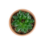 GloboStar® Artificial Garden SUCCULENT SANSEVIERIA POTTED PLANT 21051 Διακοσμητικό Φυτό Σανσεβιέρια  Φ8x Υ14cm - Image 3