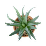 GloboStar® Artificial Garden SUCCULENT ALOE POTTED PLANT 21053 Διακοσμητικό Φυτό Αλόη  Φ15 x Υ19cm - Image 3