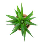 GloboStar® Artificial Garden SUCCULENT ALOE POTTED PLANT 21054 Διακοσμητικό Φυτό Αλόη  Φ15 x Υ19cm - Image 3