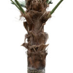 GloboStar® Artificial Garden PLANT PALM TREE 21055 Διακοσμητικό Δέντρο Φοίνικα  Φ240 x Υ400cm - Image 4