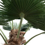 GloboStar® Artificial Garden PLANT PALM TREE 21056 Διακοσμητικό Δέντρο Φοίνικα  Φ240 x Υ500cm - Image 3