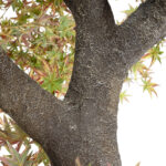 GloboStar® Artificial Garden MAPLE TREE 21058 Τεχνητό Διακοσμητικό Δέντρο Σφένδαμος Υ400cm - Image 4