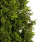 GloboStar® Artificial Garden CYPRESS TREE 21060 Τεχνητό Διακοσμητικό Δέντρο Κυπαρίσσι Μ110 x Π110 x Υ250cm - Image 4