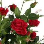 GloboStar® Artificial Garden RED ROSES 21070 Τεχνητό Διακοσμητικό Δέντρο Τριανταφυλλιά Μ50 x Π50 x Υ90cm - Image 3