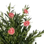 GloboStar® Artificial Garden PINK PEONY 21097 Τεχνητό Διακοσμητικό Δέντρο Παιώνια Μ80 x Π70 x Υ160cm - Image 3