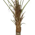 GloboStar® Artificial Garden WASHINGTONIA FILIFERA TREE 21107 Τεχνητό Διακοσμητικό Φοινικόδεντρου Υ200cm - Image 4