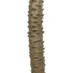 GloboStar® Artificial Garden WASHINGTONIA FILIFERA TREE 21107 Τεχνητό Διακοσμητικό Φοινικόδεντρου Υ200cm - Image 5