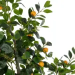 GloboStar® Artificial Garden ORANGE TREE 21110 Τεχνητό Διακοσμητικό Δέντρο Πορτοκαλιά Μ110 x Π80 x Υ200cm - Image 3